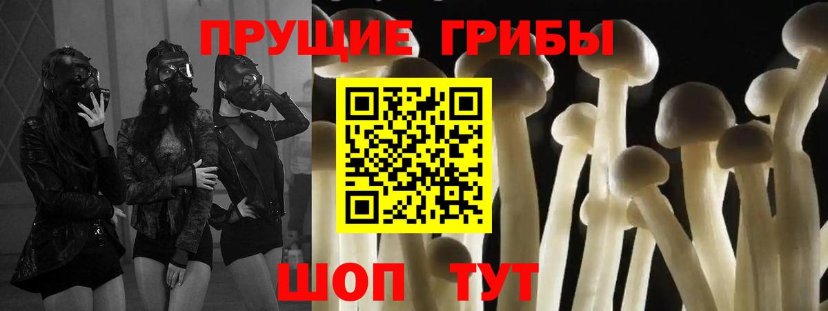 Галлюциногенные грибы Psilocybine cubensis Родники